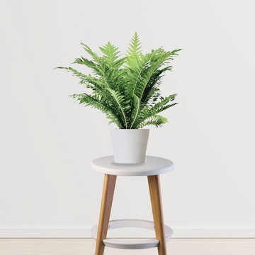 Lady fern plant for indoor decoration